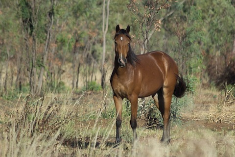 Horse (Equus ferus)